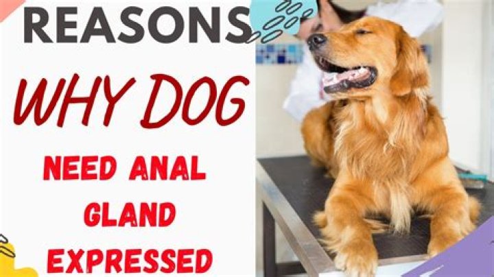 Why express dog glands?