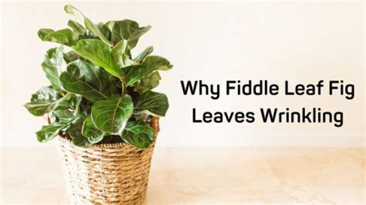 Why fiddle leaf fig?