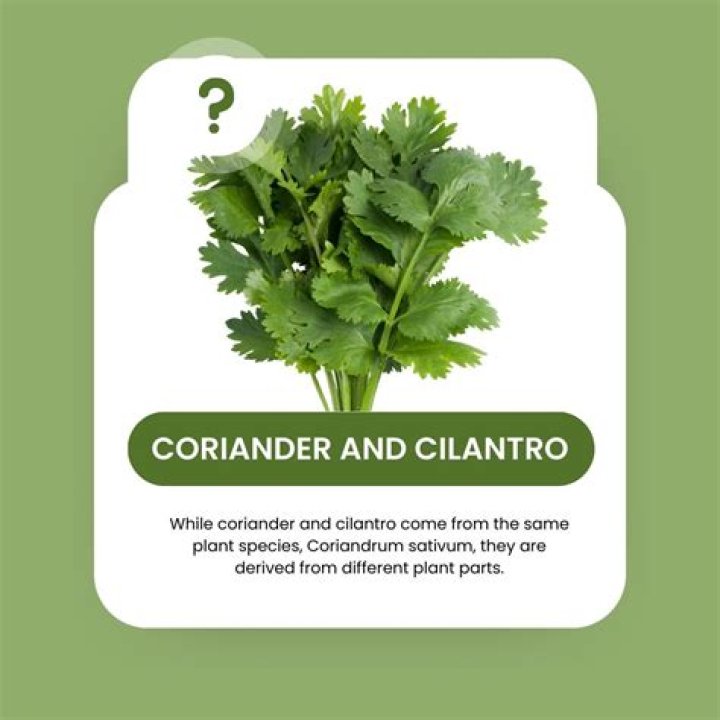 Why is cilantro spicy?