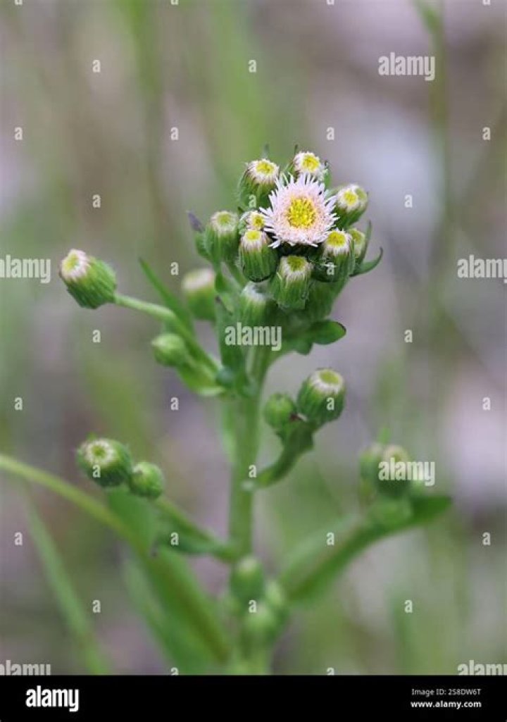 Why is erigeron called fleabane?