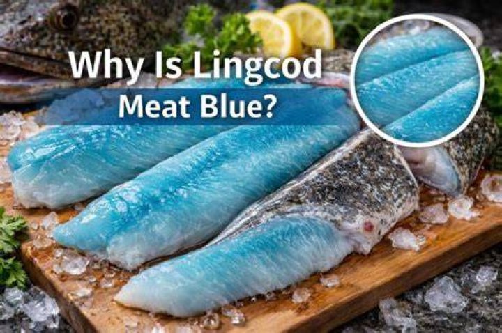 Why is lingcod meat blue?