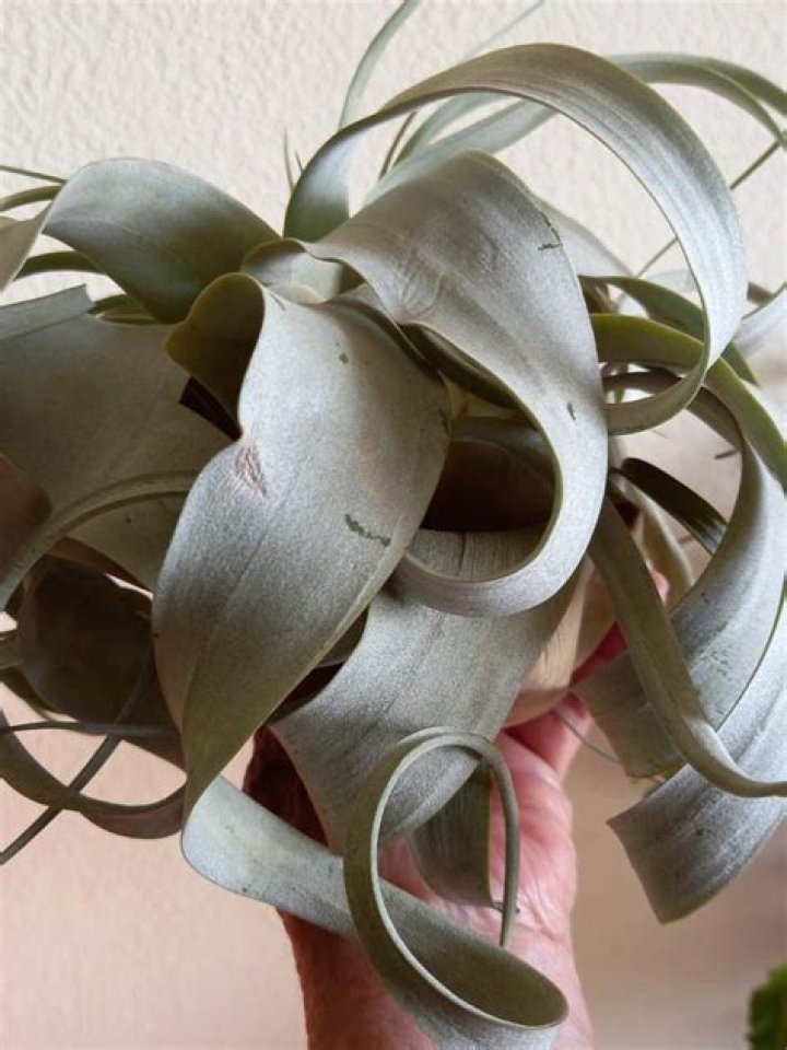 Why is my tillandsia turning brown?