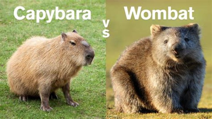 Why is the coypu important?