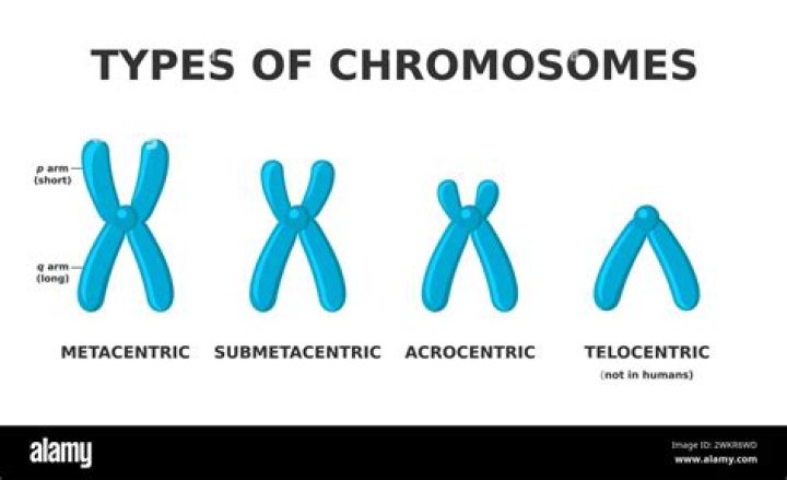 Why it is called telocentric chromosome?
