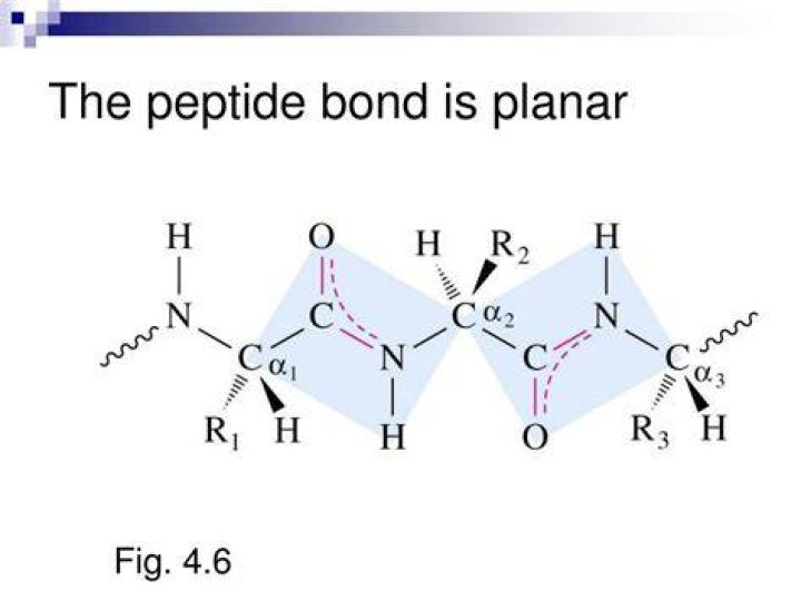 Why peptide bond is planar?