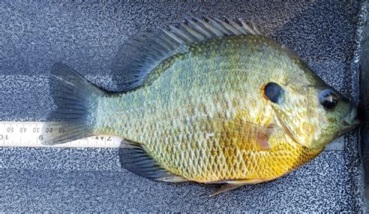 Why stock redear sunfish?