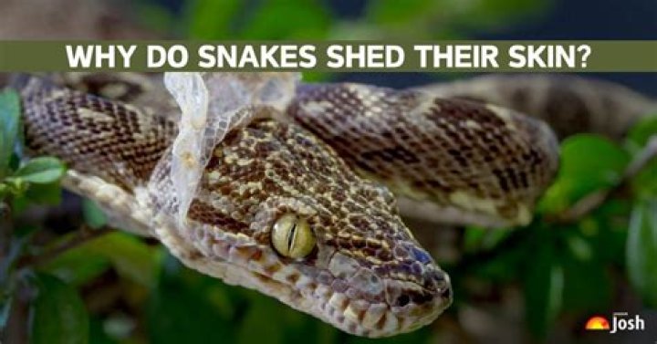 Will a snake eat before it sheds?