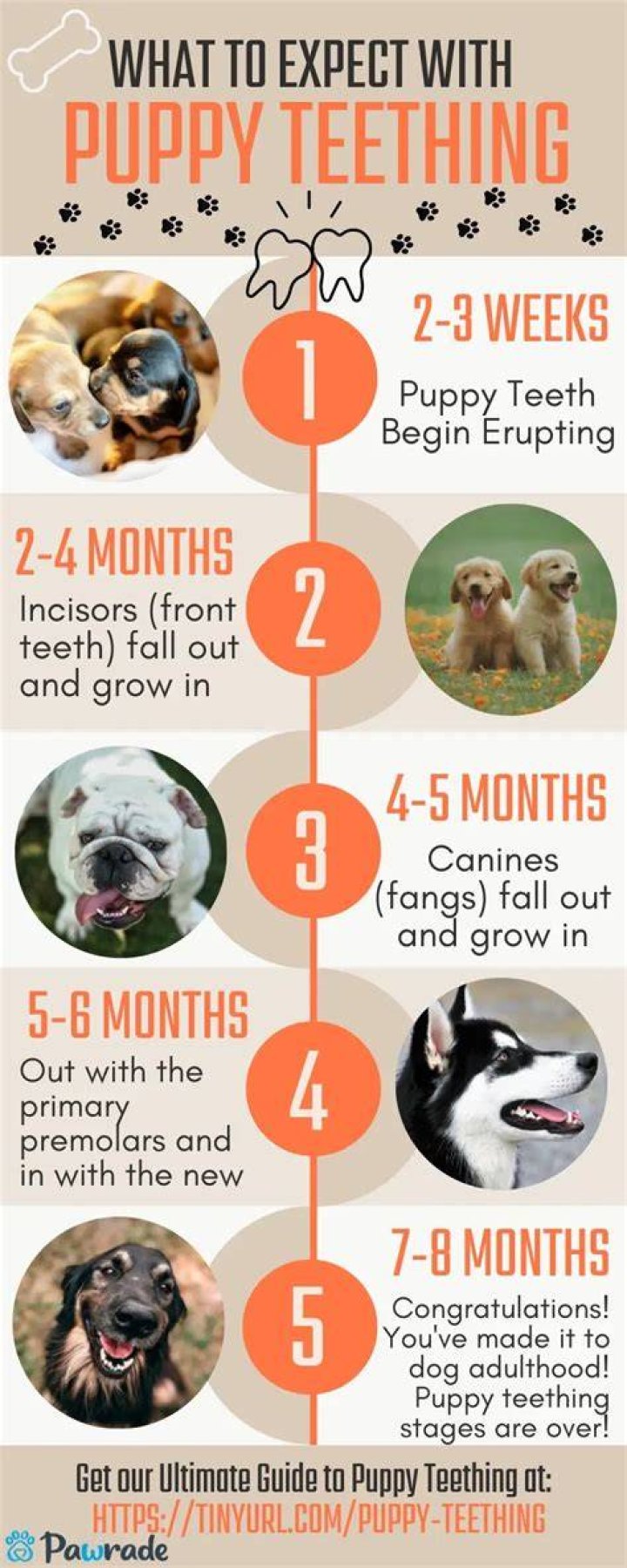 Will a teething puppy stop eating?