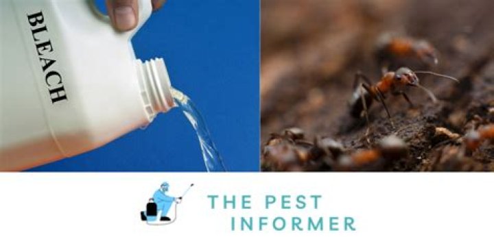 Will bleach kill ants?