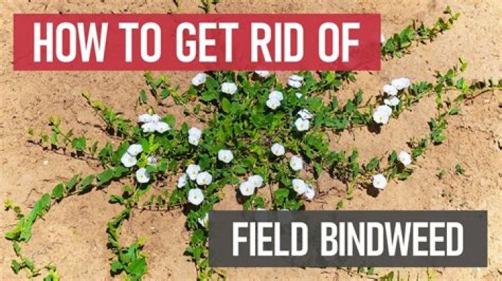 Will boiling water kill bindweed?
