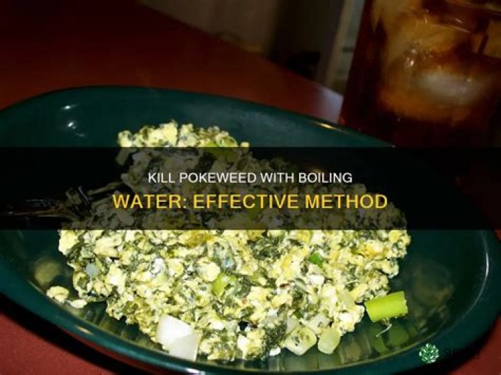 Will boiling water kill pokeweed?