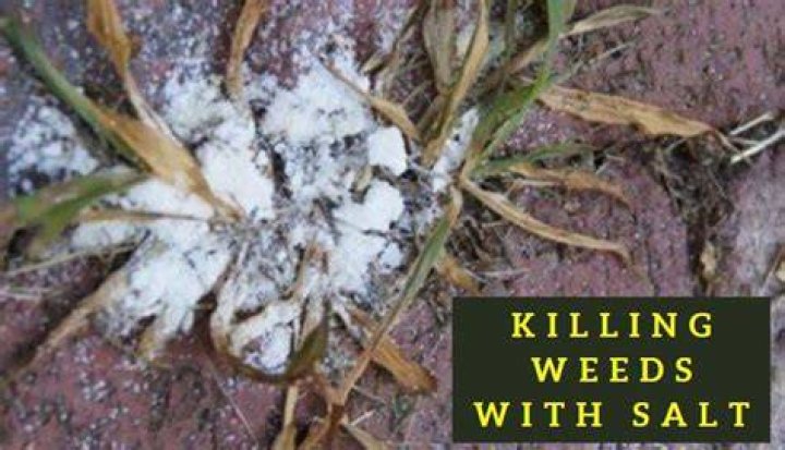 Will canning salt kill weeds?