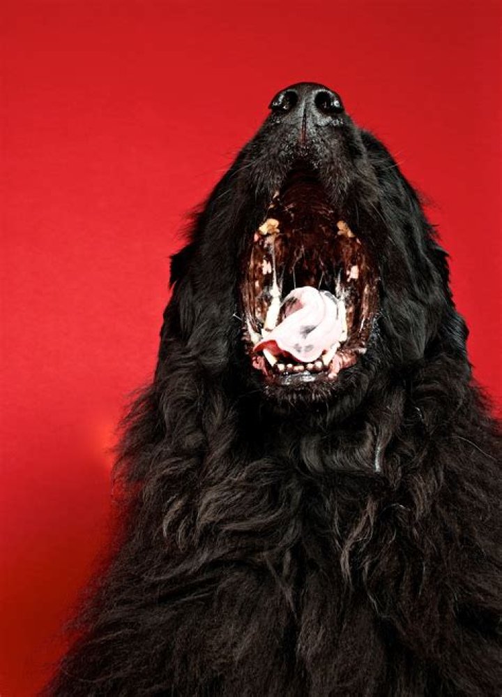 Will dogs eat giblets?