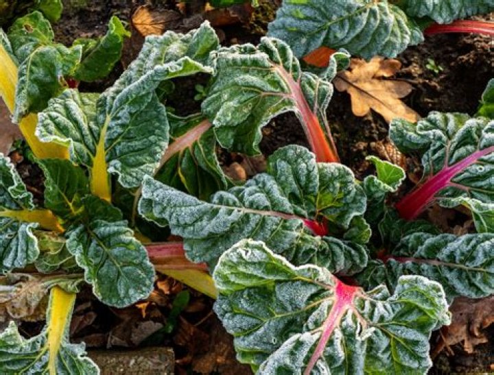 Will frost kill swiss chard?