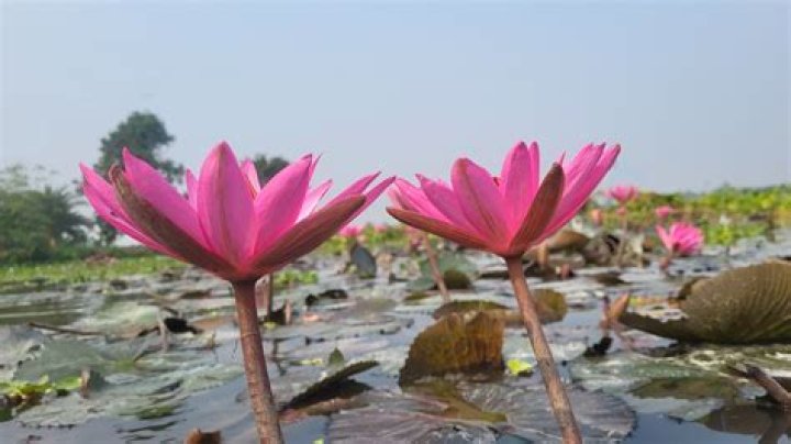 Will grass carp eat lily pads?