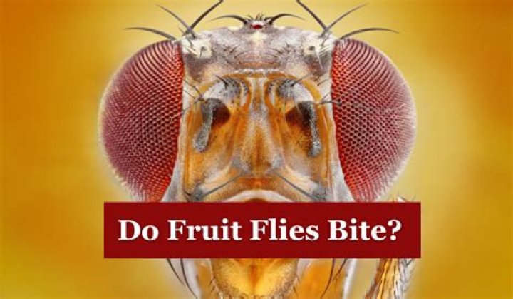 Will house flies bite you?