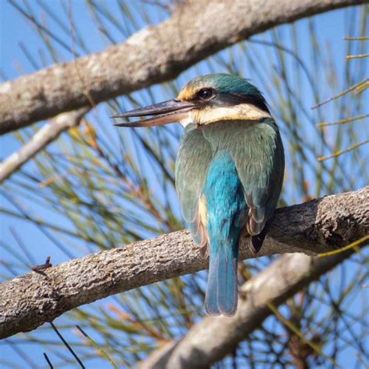 Will kingfishers eat dead fish?
