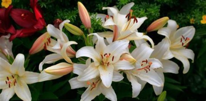 Will lilies bloom after being cut?