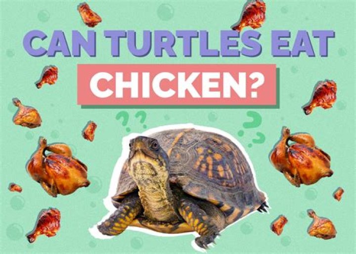 Will turtles eat cuttlebone?