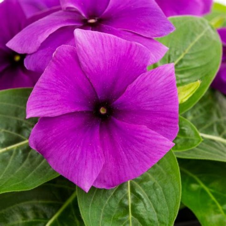 Will vinca grow in shade?