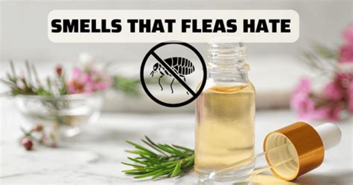 Would tea tree oil kill fleas?
